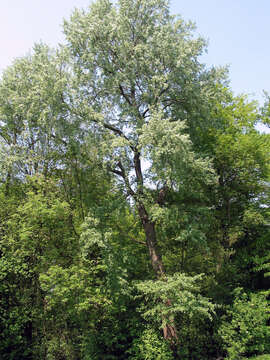 Image of Grey poplar