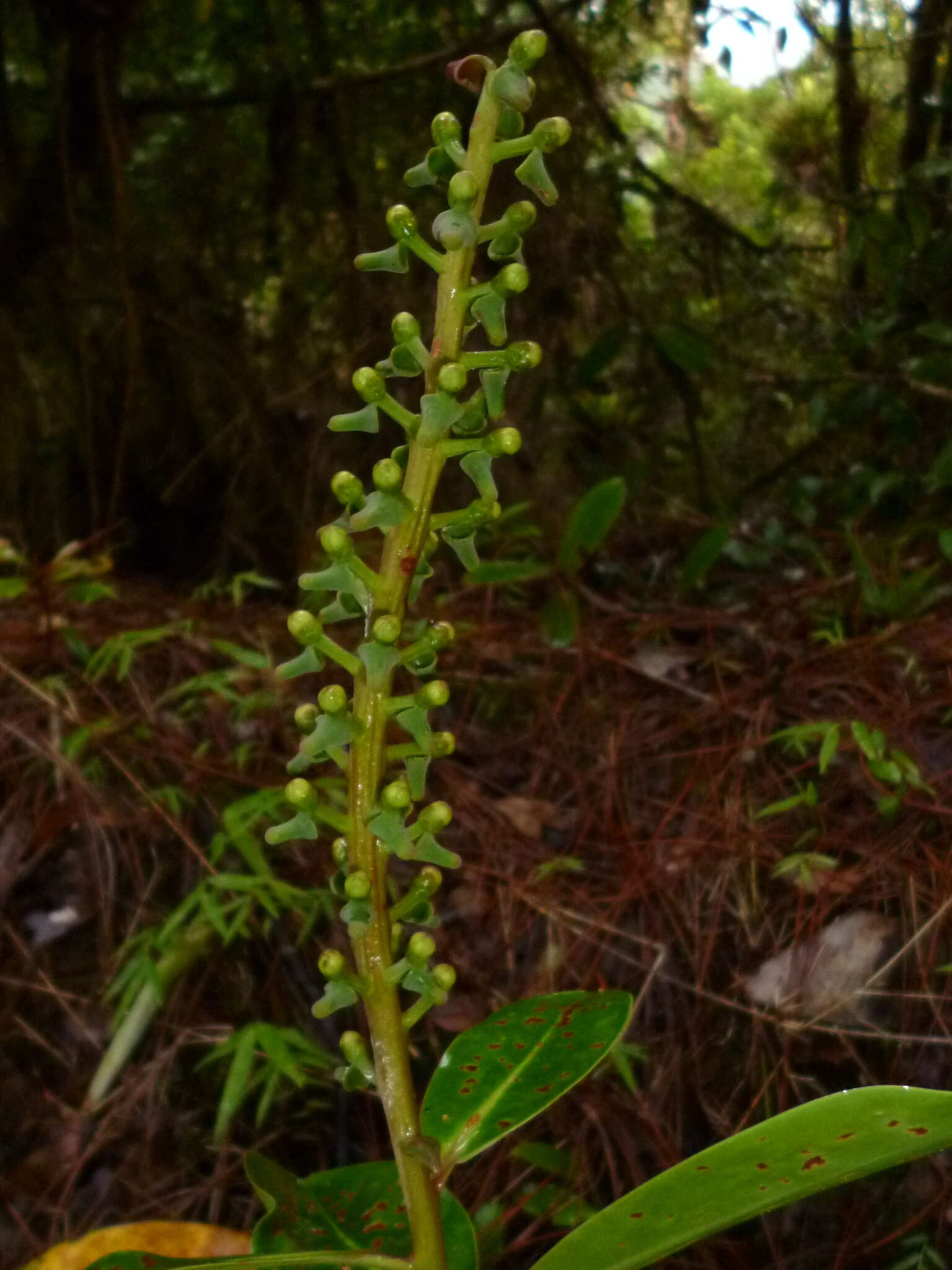 صورة Souroubea exauriculata Delp.