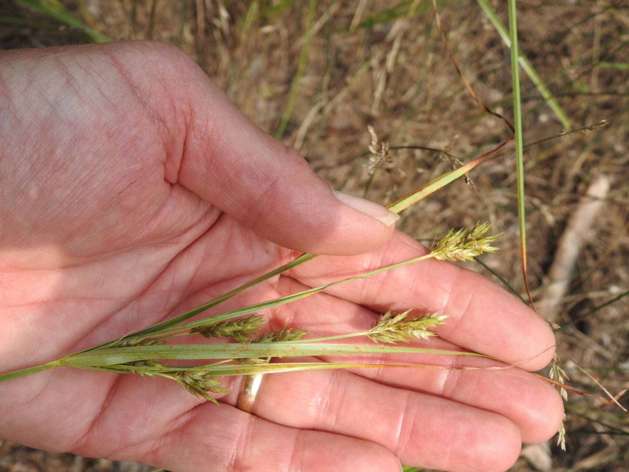 Image of Sand Flat Sedge