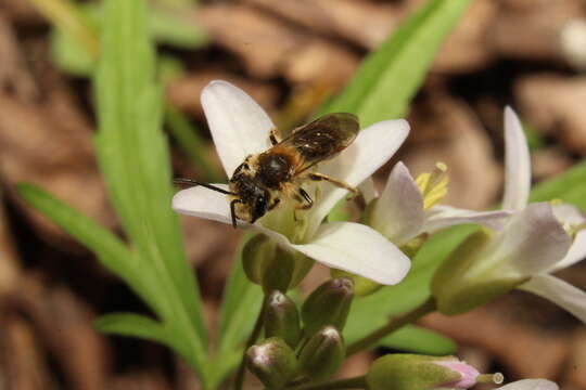 Image of Andrena pruni Robertson 1891