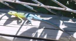 Image of Thin Tree Iguana