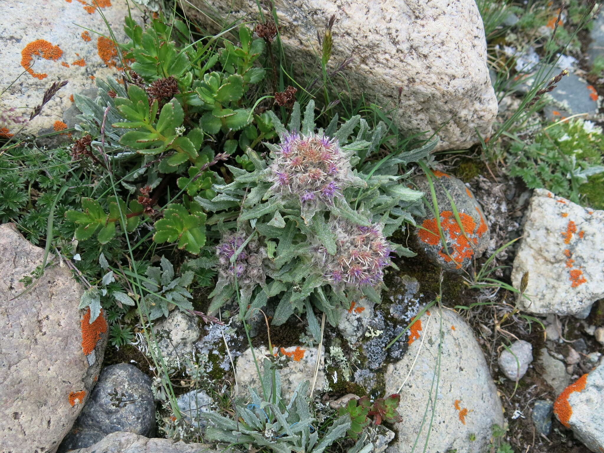 Saussurea simpsoniana (Field. & Gardn.) Lipsch.的圖片