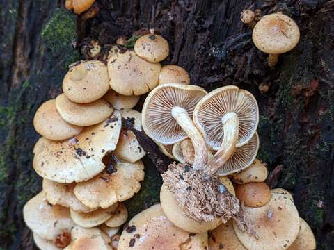 Image of Pholiota prolixa A. H. Sm. & Hesler 1968