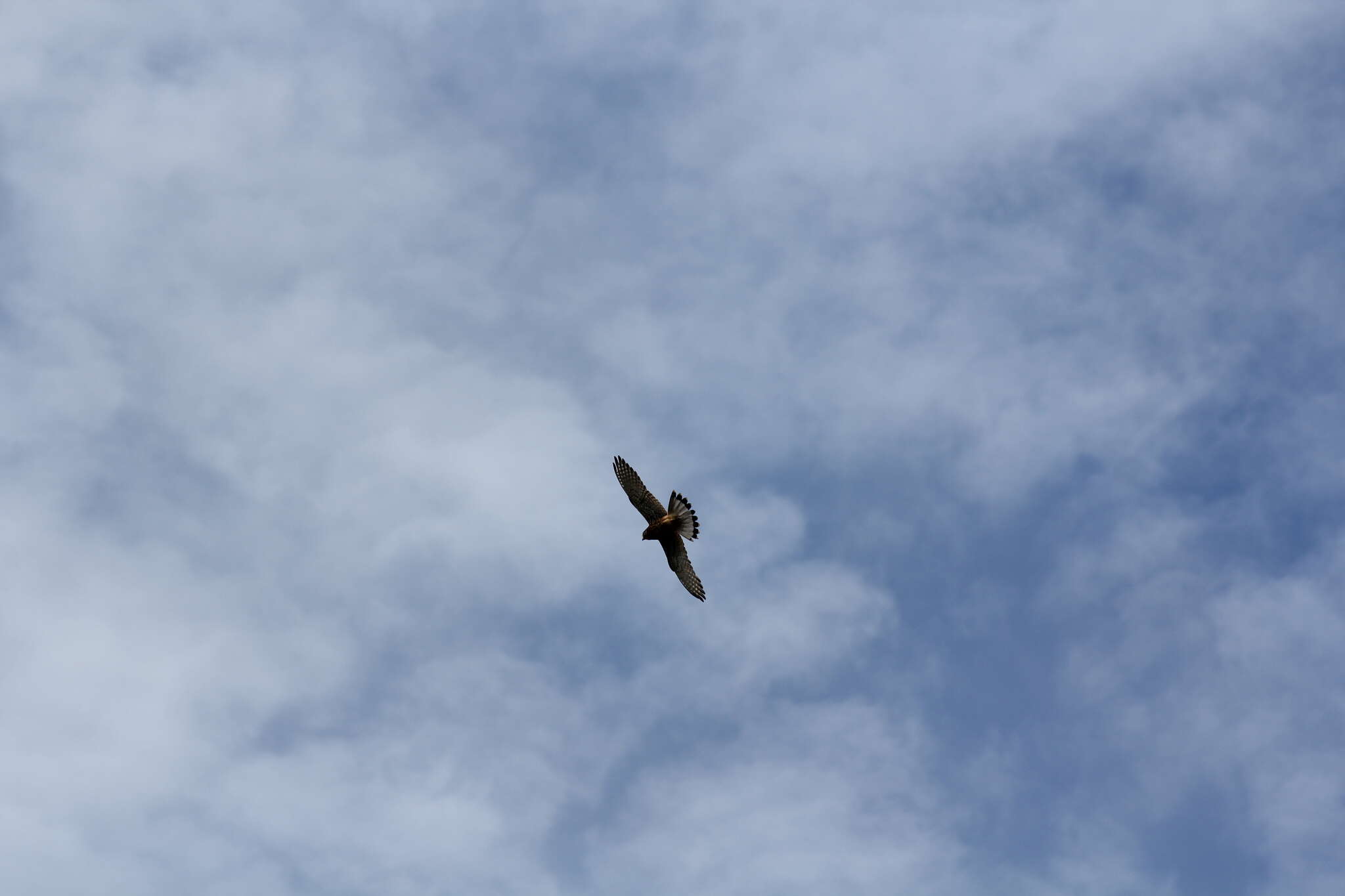 Image of Spotted Kestrel