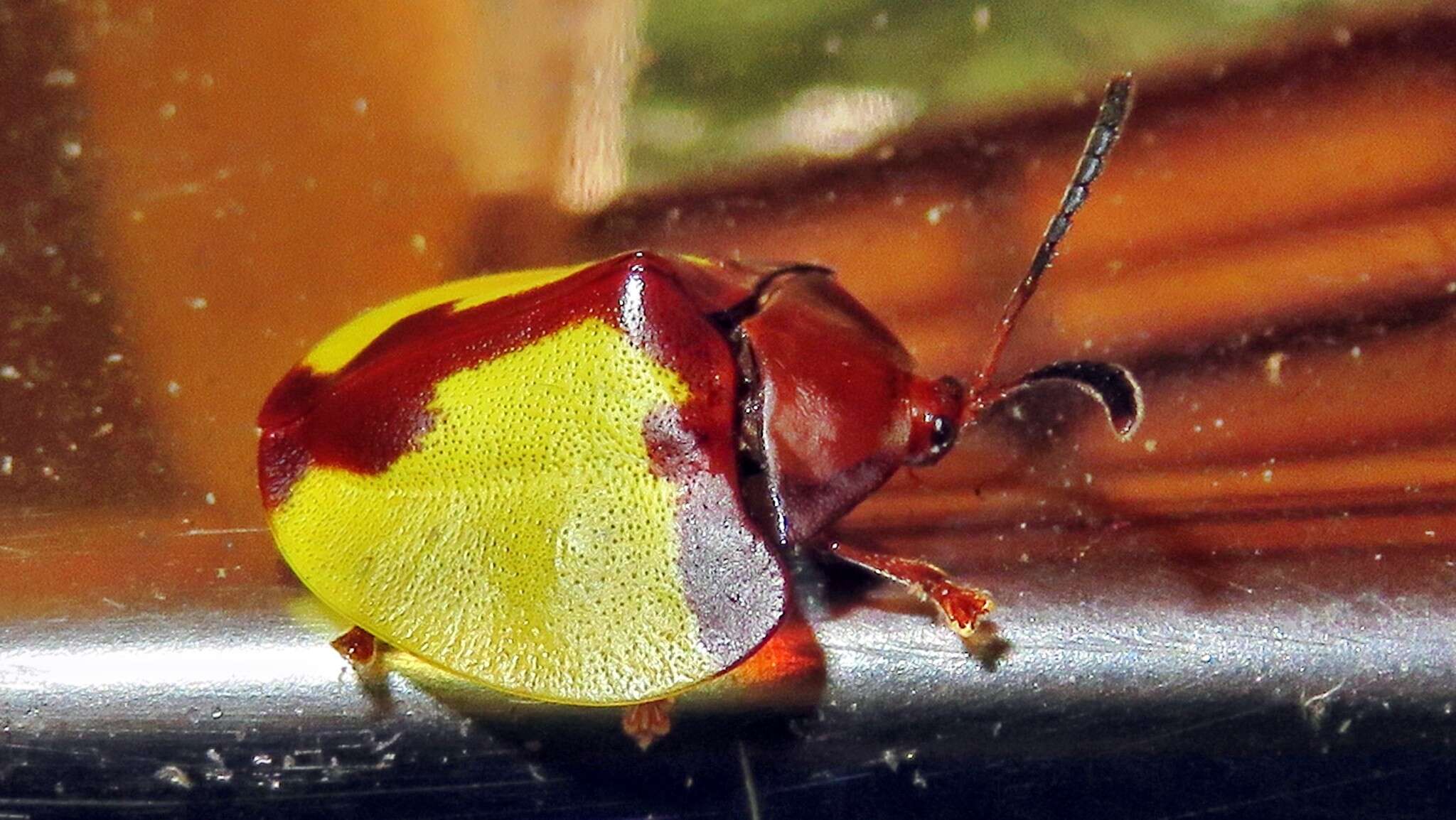 Paraselenis (Spaethiechoma) aulica (Boheman 1854) resmi