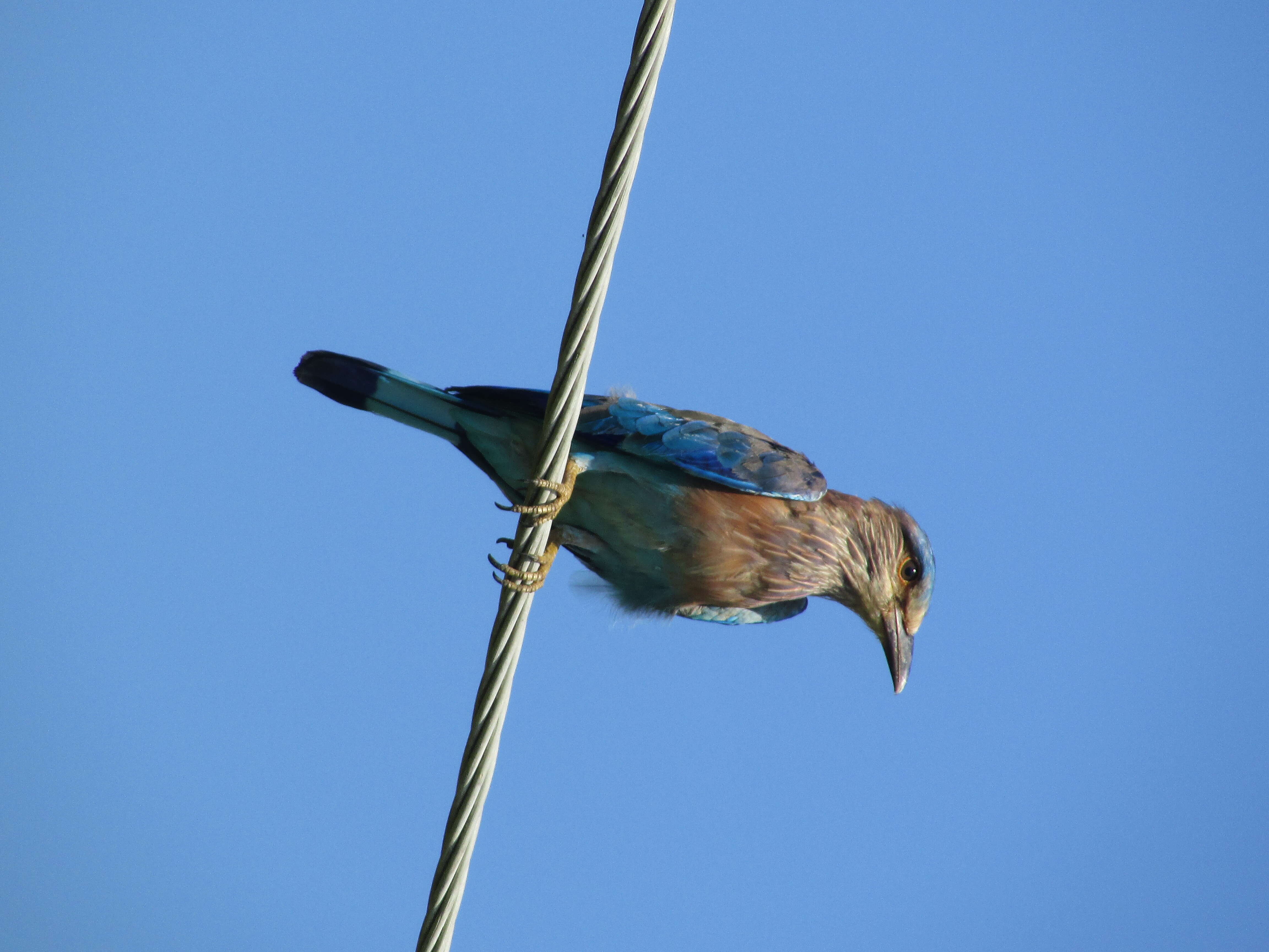 Imagem de Coracias benghalensis (Linnaeus 1758)