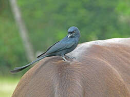 Image of Black Drongo