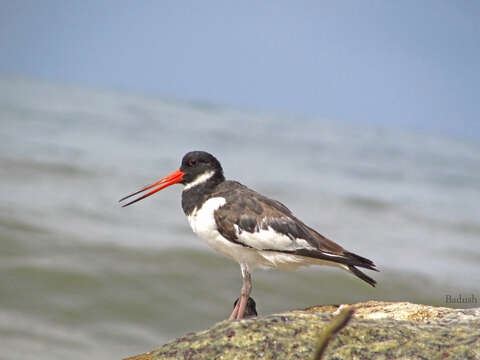 Image of oystercatcher, eurasian oystercatcher