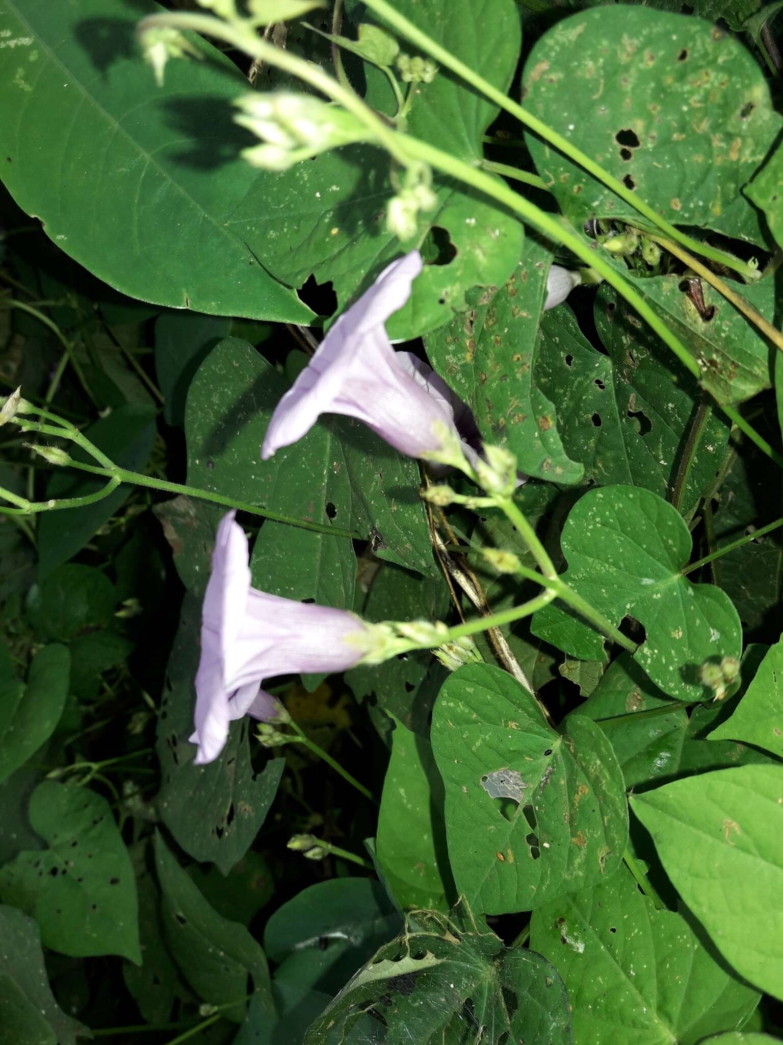 Image of Ipomoea ramosissima (Poir.) Choisy