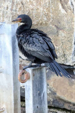 Image of Crowned Cormorant