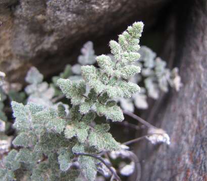 Image of Parry's lipfern