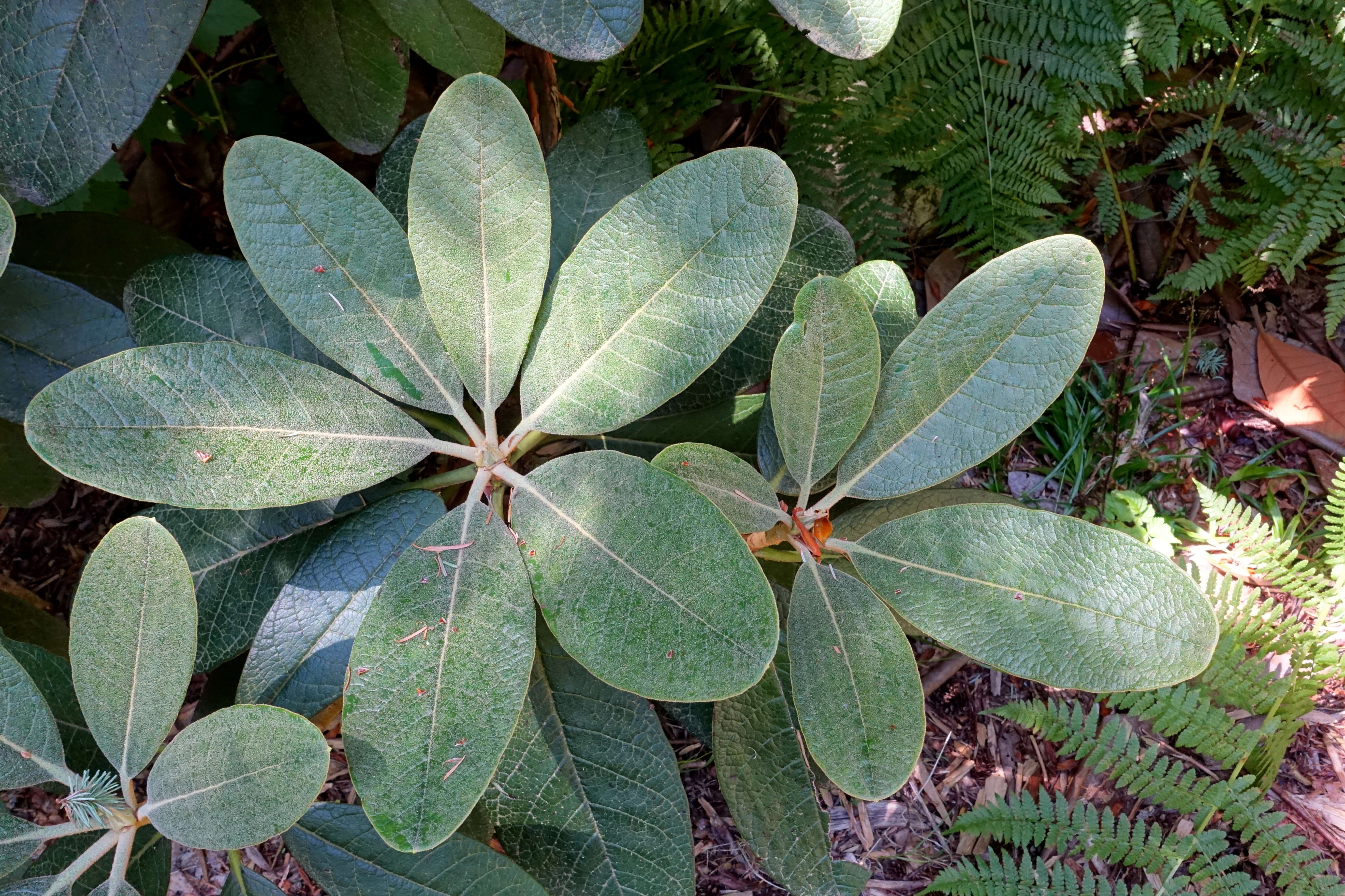 صورة Rhododendron arizelum I. B. Balf. & Forrest