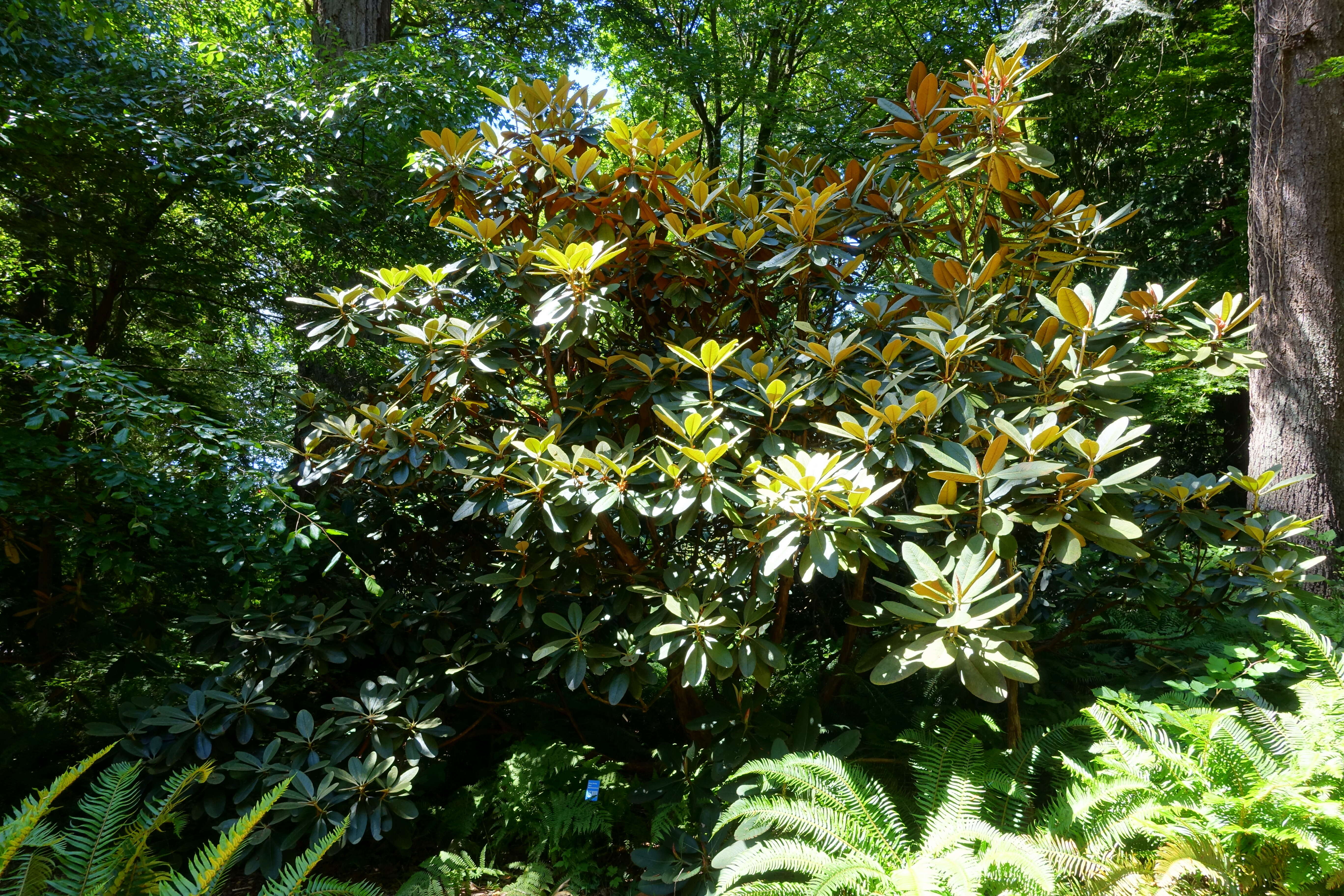 Imagem de Rhododendron arizelum I. B. Balf. & Forrest