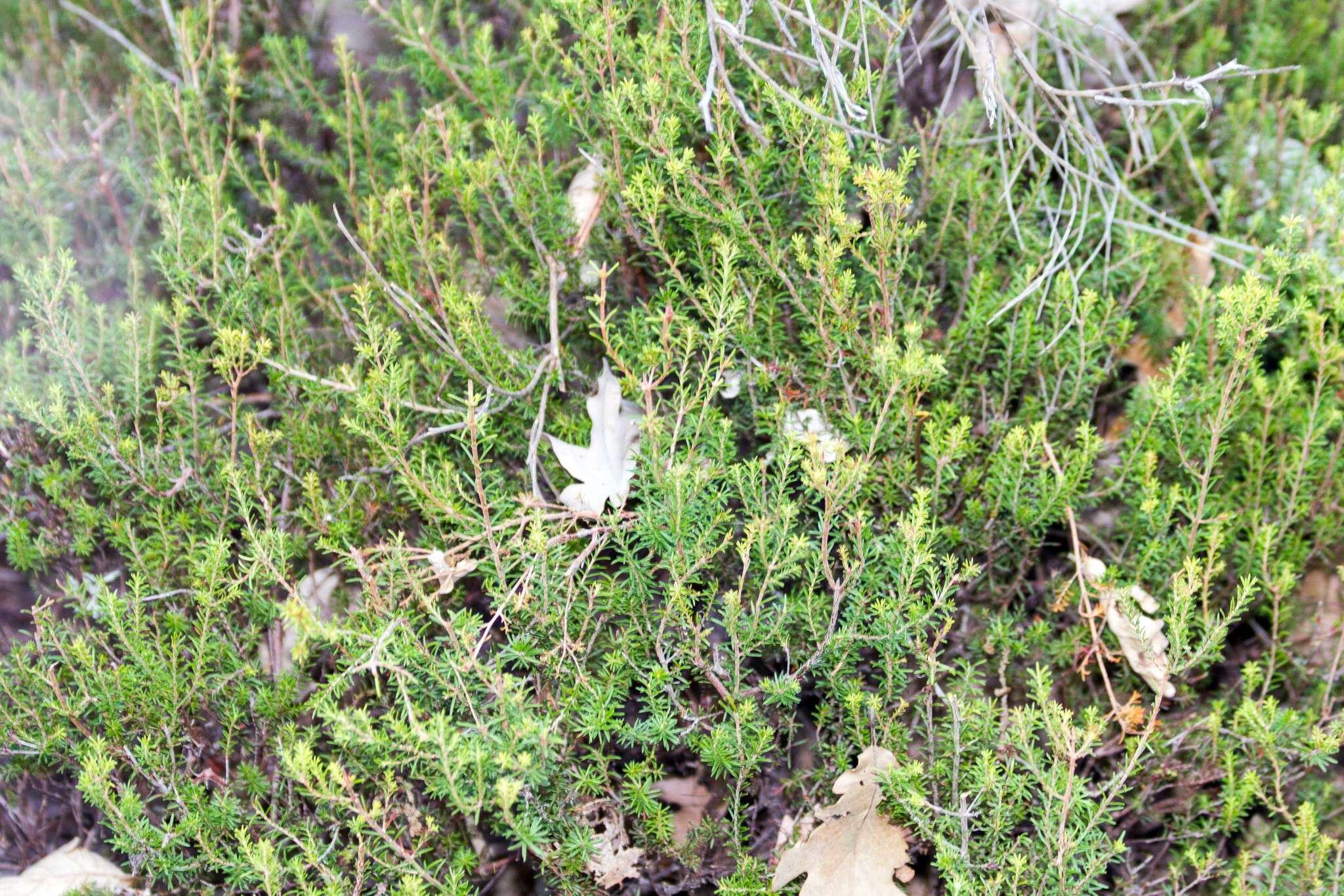 Image of green heather