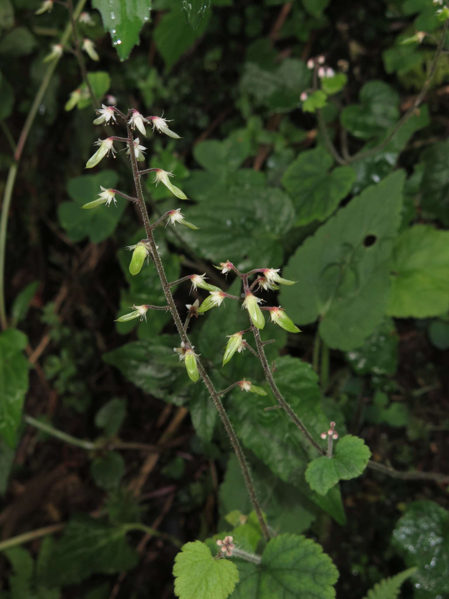 Image of Tiarella polyphylla D. Don