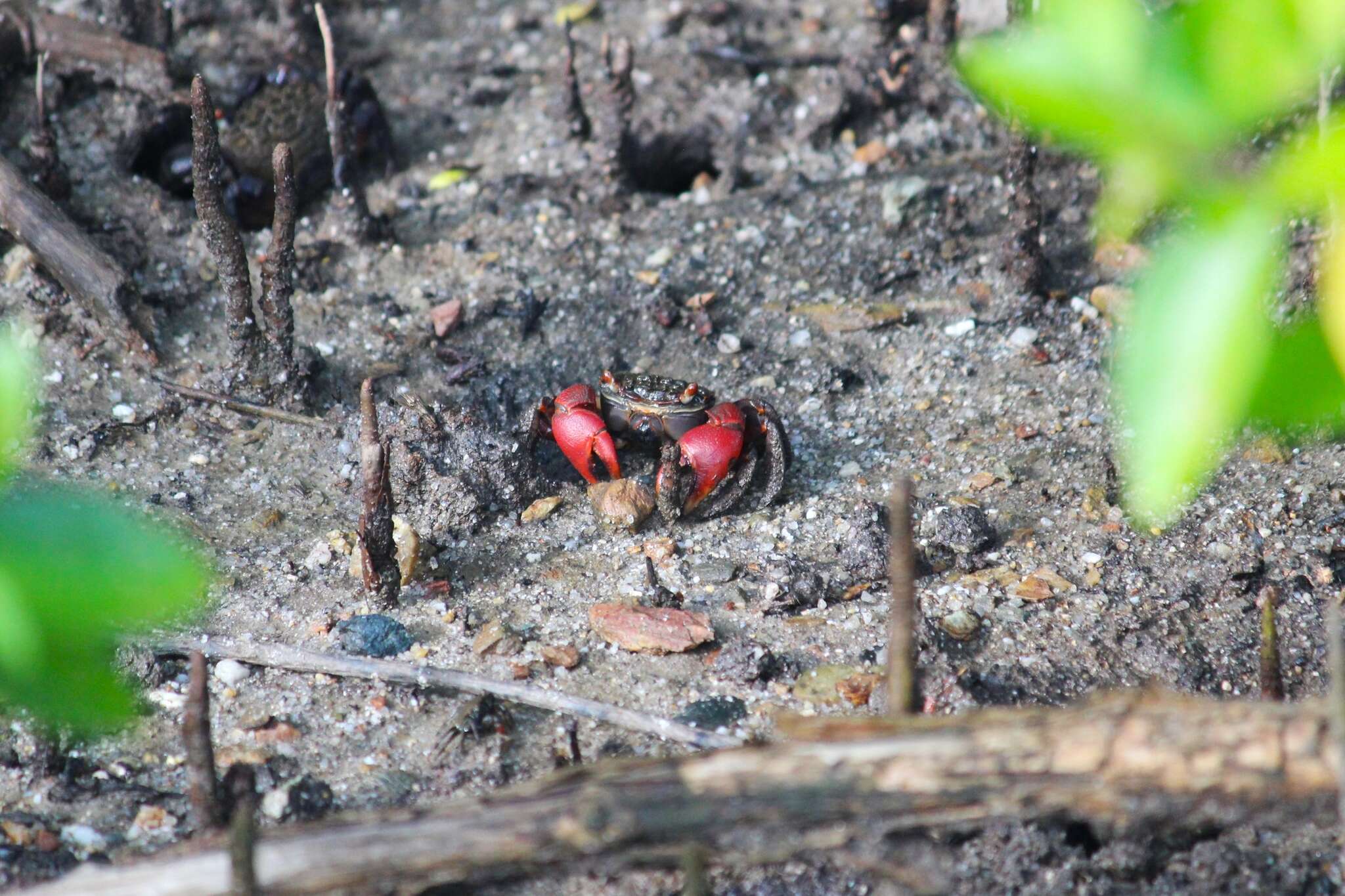 Image of Neosarmatium fourmanoiri Serène 1973