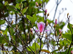 Imagem de Rhododendron mariesii Hemsl. & E. H. Wilson