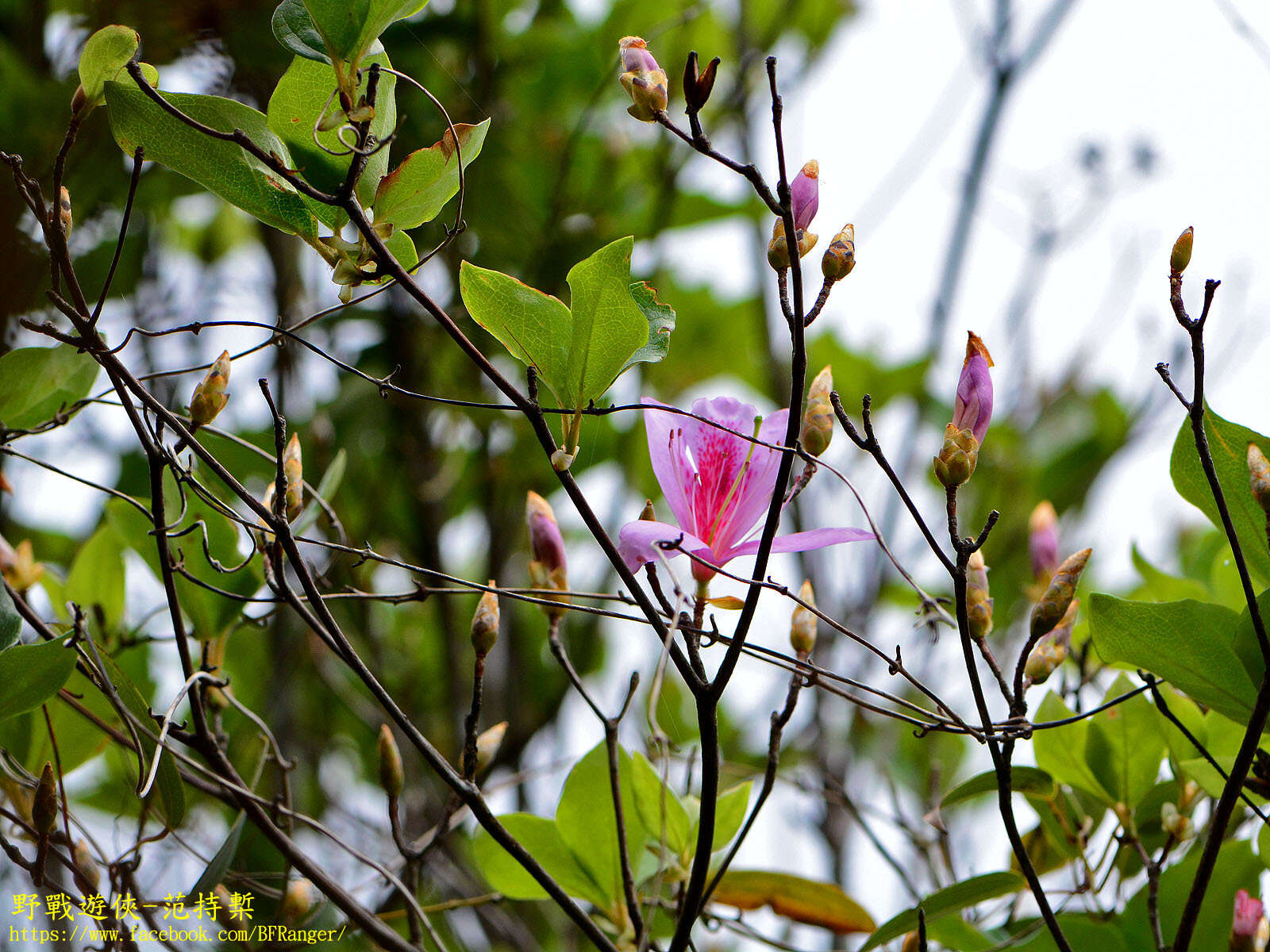 Imagem de Rhododendron mariesii Hemsl. & E. H. Wilson