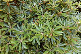 صورة Rhododendron hyperythrum Hayata