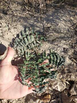 Image of Prostrate Milkweed