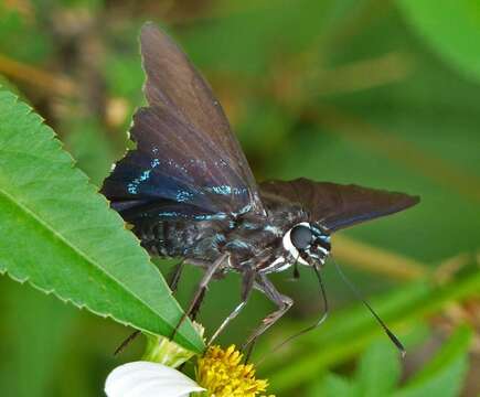 Phocides pigmalion Cramer 1779 resmi