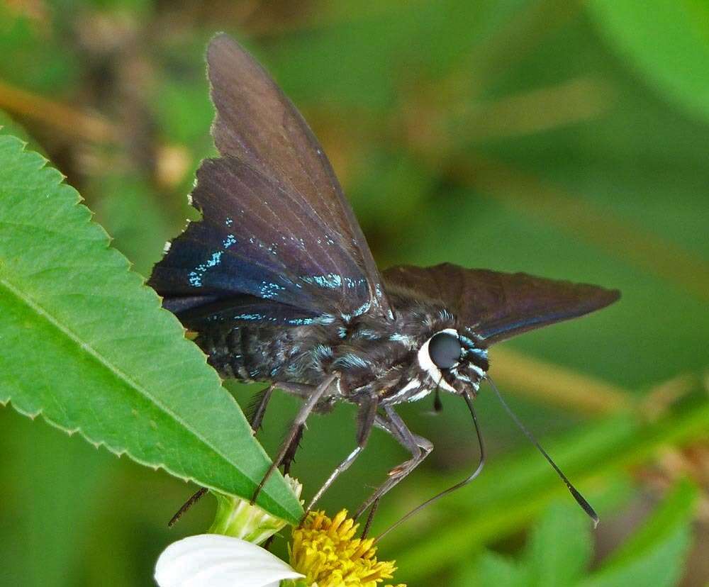 Plancia ëd Phocides pigmalion Cramer 1779