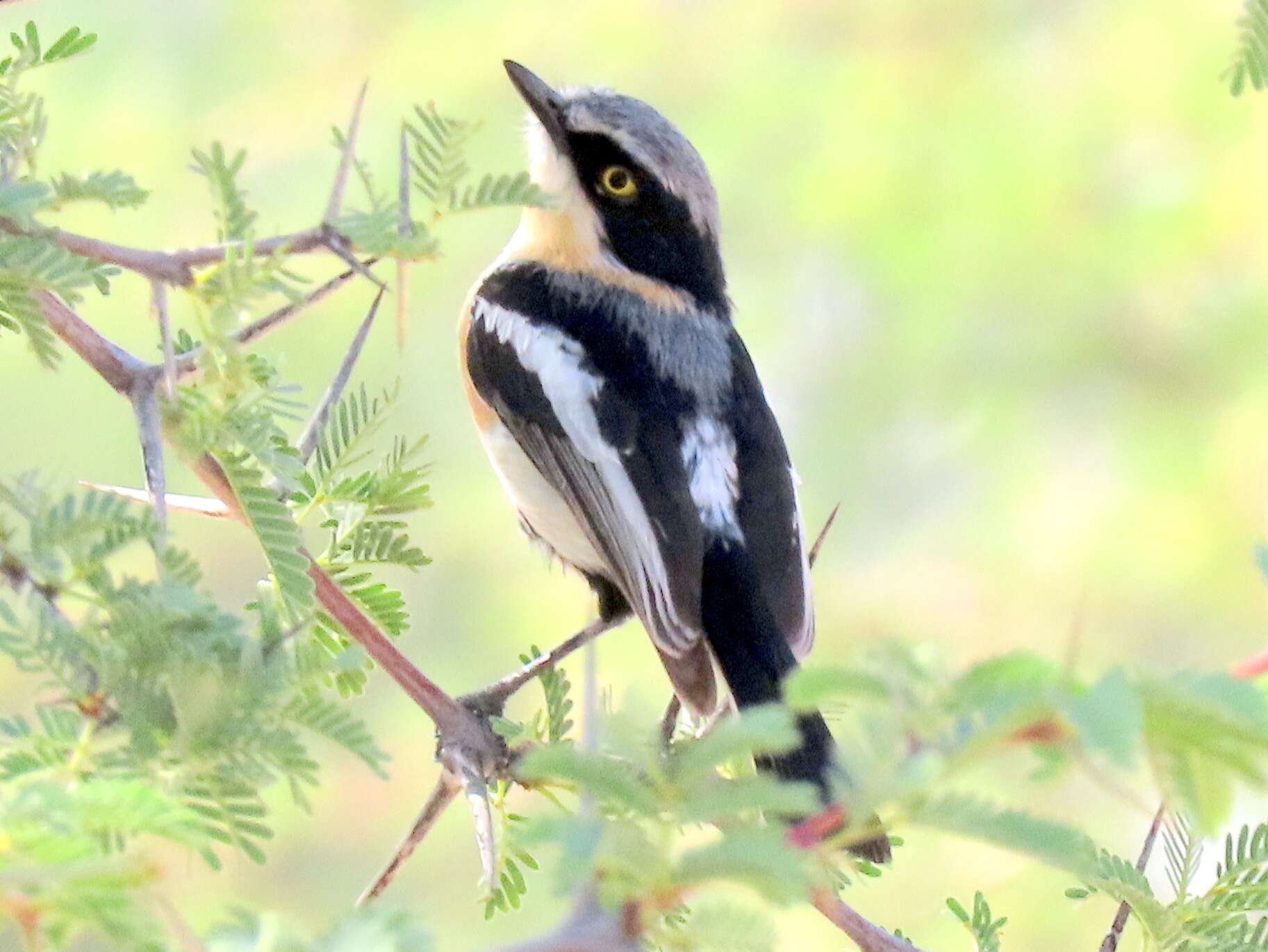 Image of Batis pririt affinis (Wahlberg 1855)