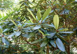 Imagem de Rhododendron uvariifolium Diels