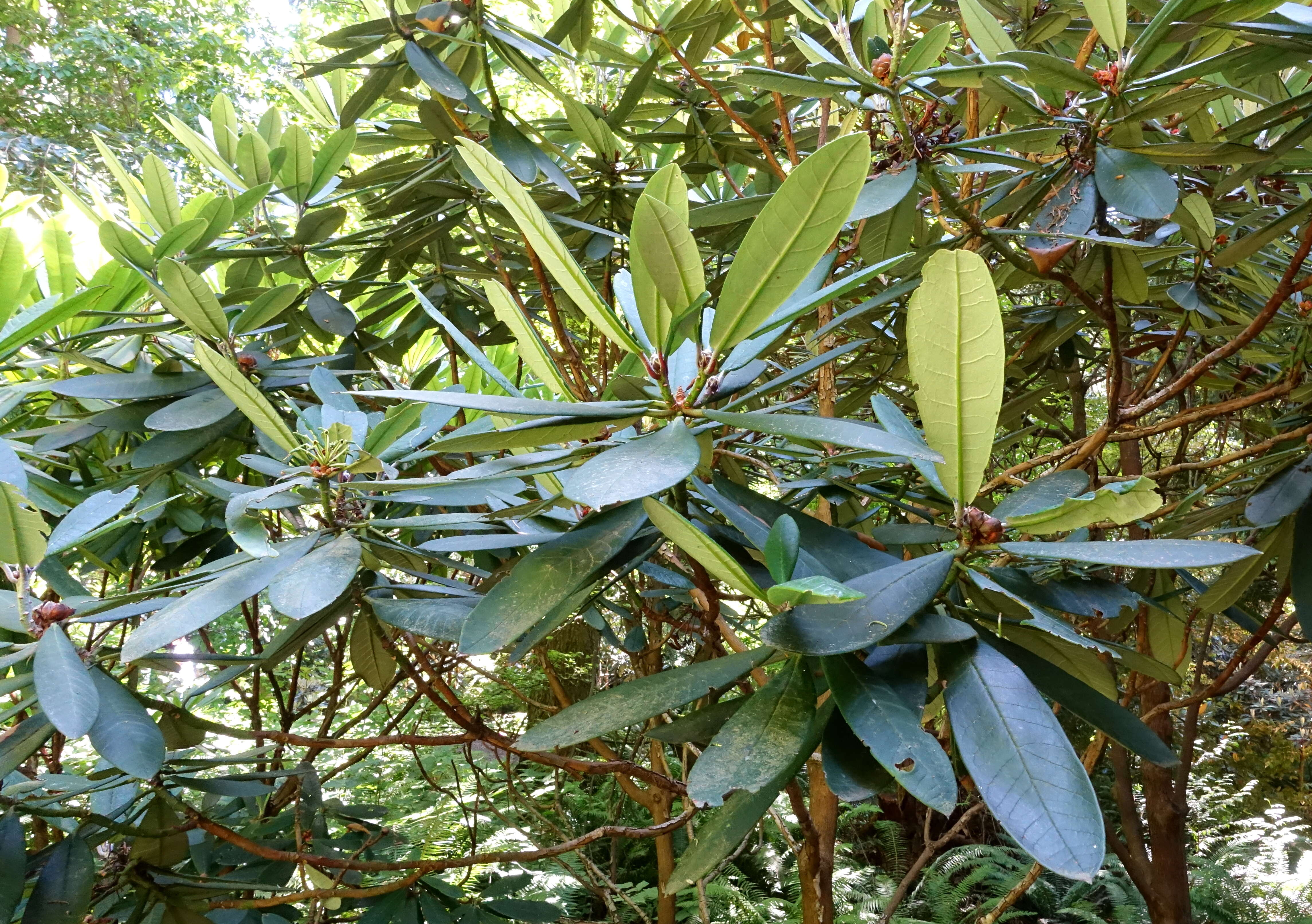 Imagem de Rhododendron uvariifolium Diels