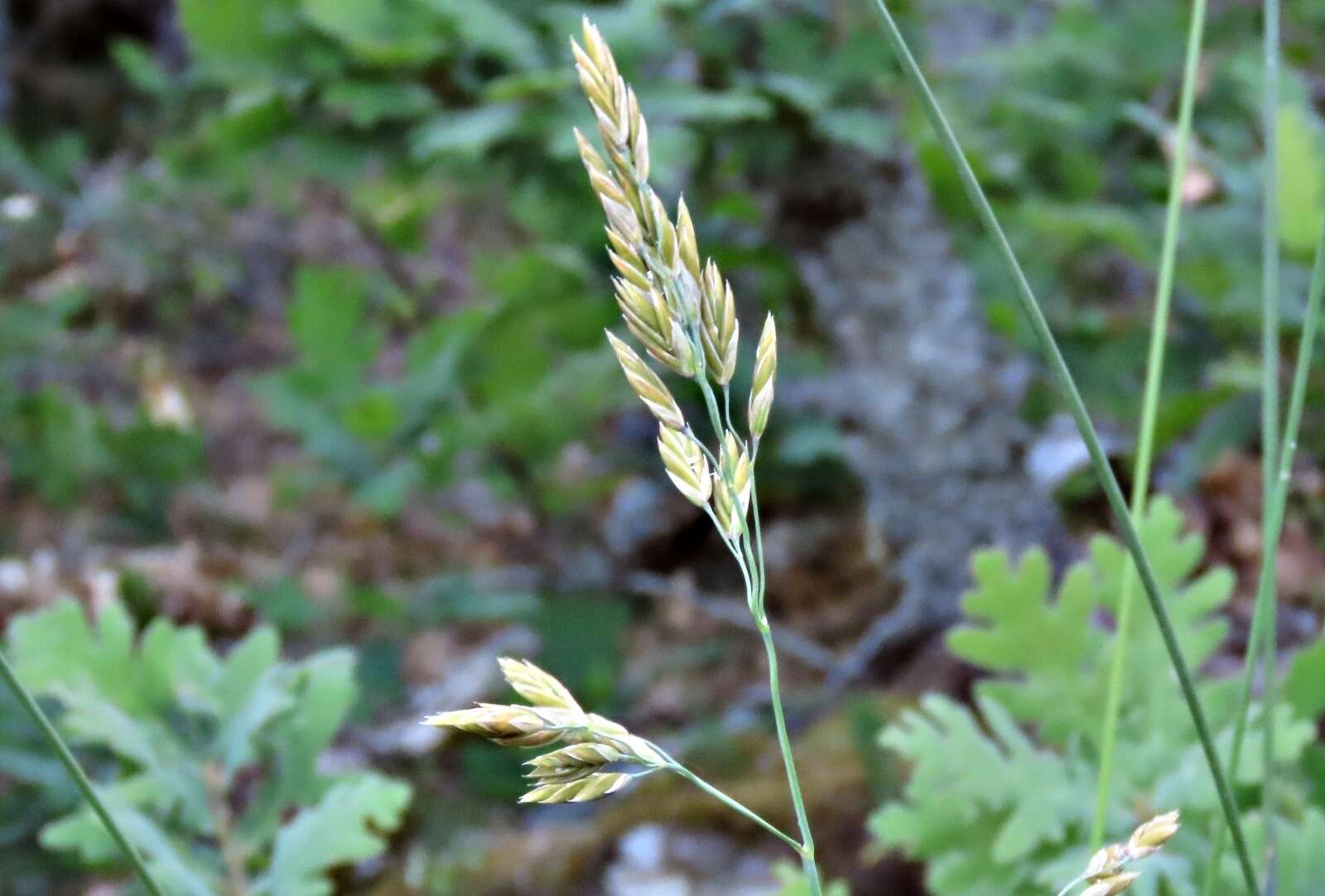 Image of Festuca paniculata (L.) Schinz & Thell.