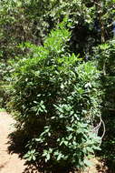 صورة Rhododendron vernicosum Franch.
