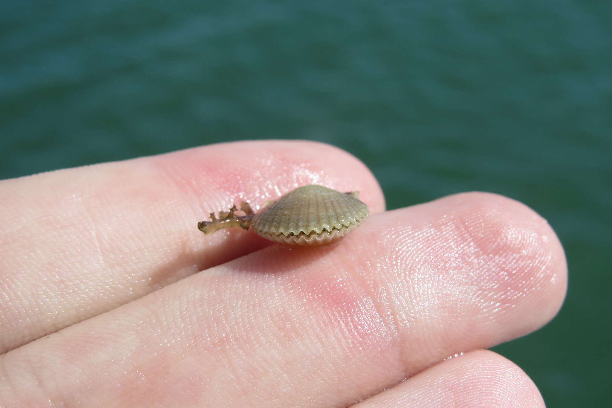 Image of circular scallop