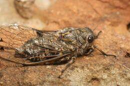 Image of chirping cicada