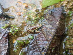 Image of Anthony's Poison-Arrow Frog