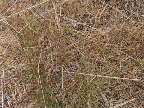 Image of Grass