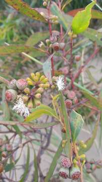 Image of Smithton peppermint gum