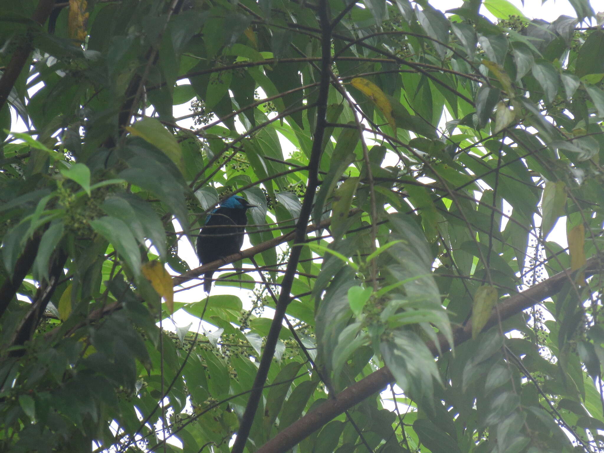 Image of Scarlet-thighed Dacnis