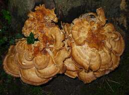 Image de Polypore géant