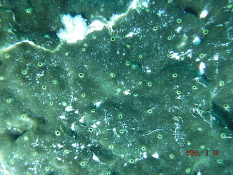 Image of green boring sponge