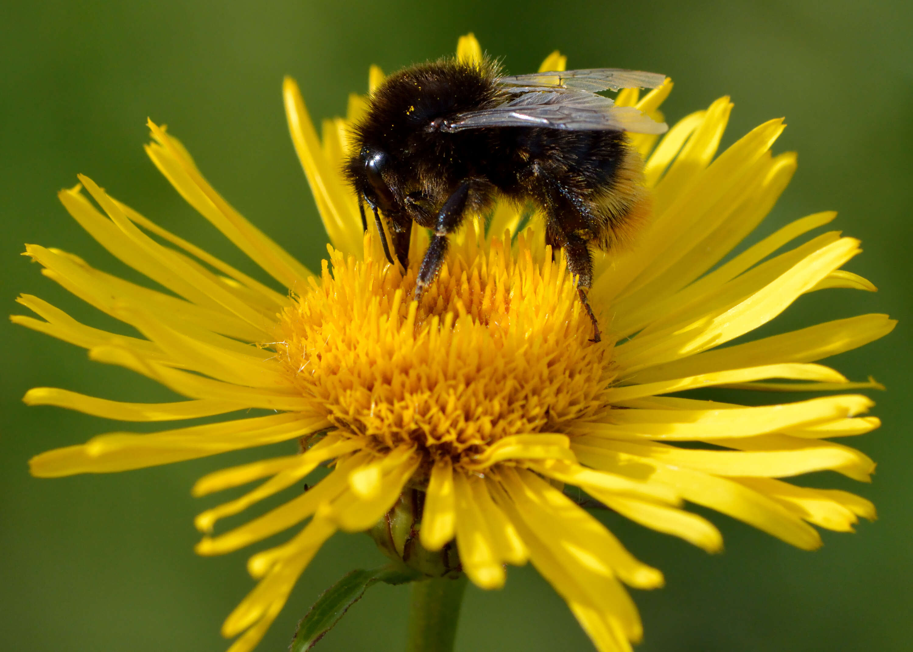 Image of Inula salicina