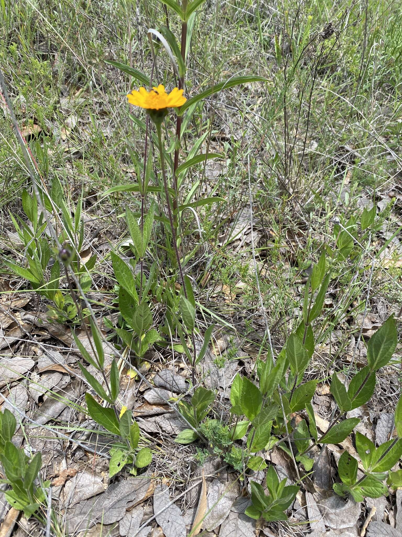 Lasianthaea palmeri (Greenm.) K. M. Becker的圖片