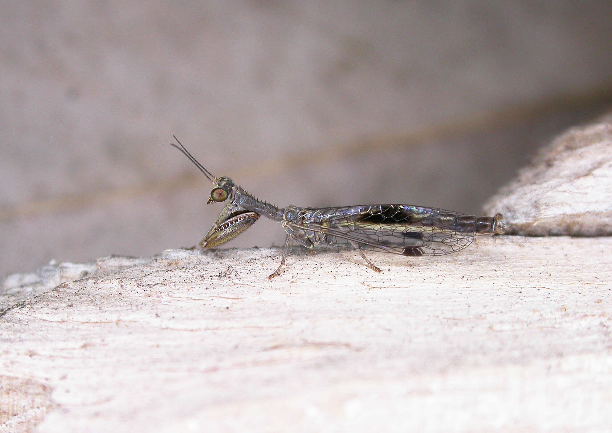 Image of Theristria stigma (Esben-Petersen 1929)