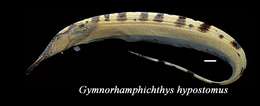 Image of Gymnorhamphichthys