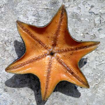 Image of Blue bat star