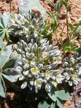 Image of Limeum africanum subsp. africanum