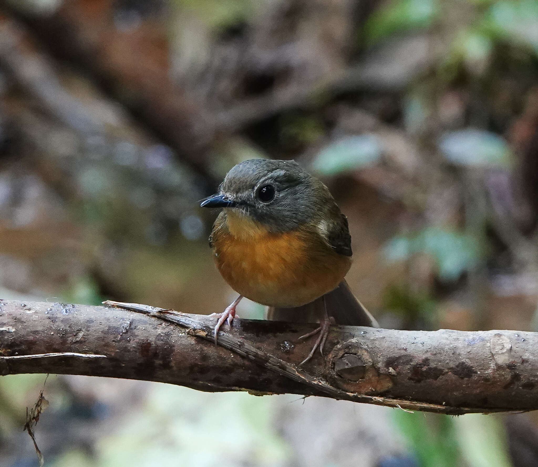 Image of Pale-chinned Blue Flycatcher