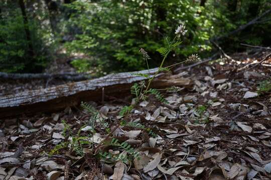 Image of Humboldt County milkvetch