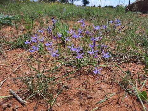 Plancia ëd Afrosolen sandersonii subsp. limpopoensis (Goldblatt & J. C. Manning) Goldblatt & J. C. Manning