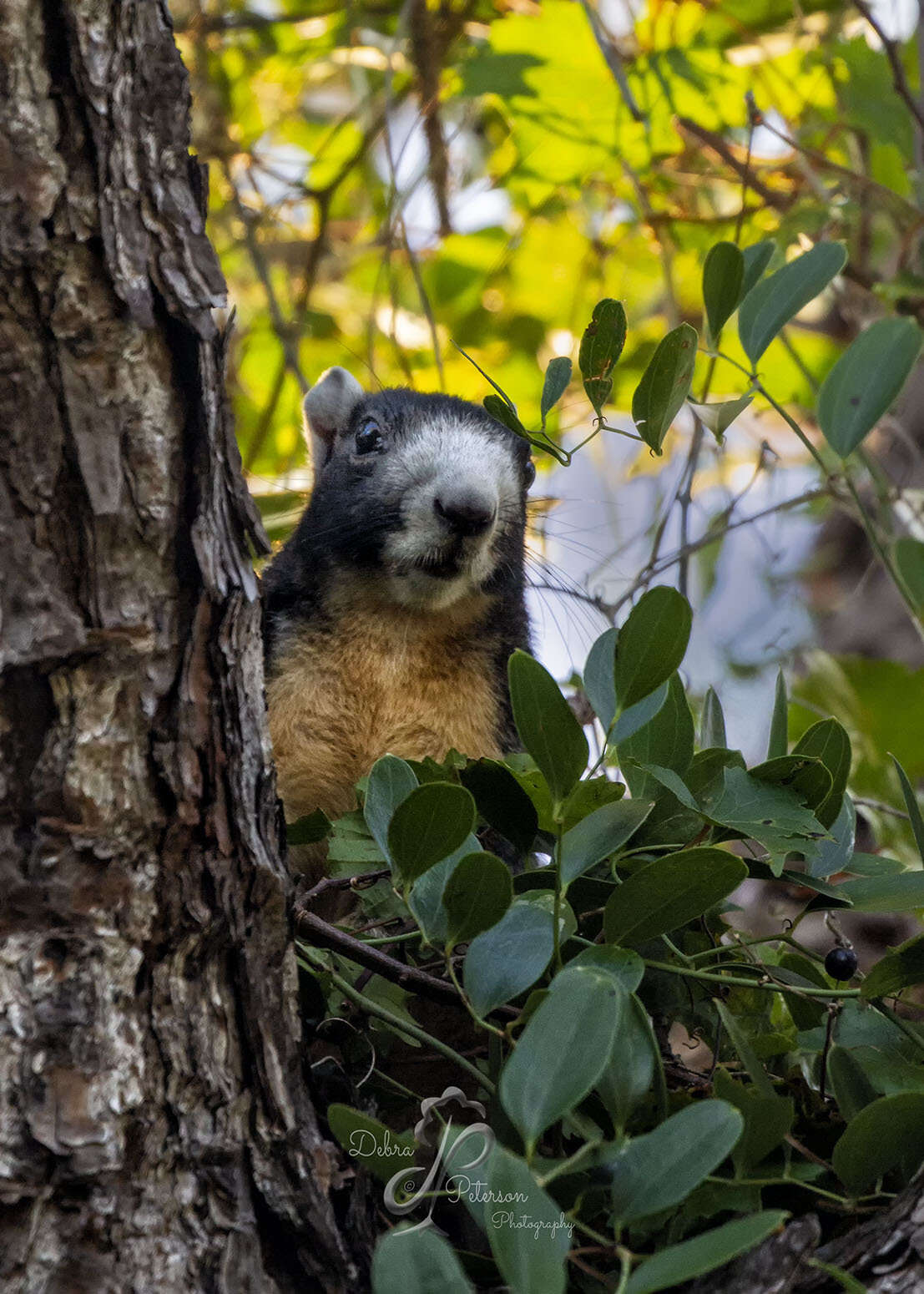 Image of Sherman's fox squirrel