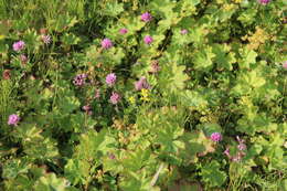 Image of clustered lady's mantle